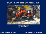 upper limb joints