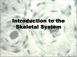 Skeletal Notes-1 - Hart County Schools