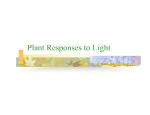 Plant Responses to Light