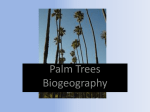 Palms (Family Arecaceae)