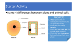 Starter Activity