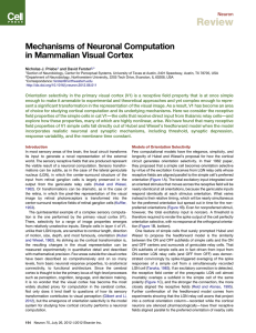 Mechanisms of Neuronal Computation in Mammalian Visual Cortex
