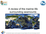 A review of the marine life surrounding seamounts
