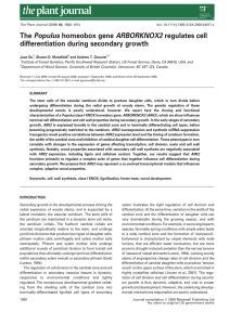 The Populus homeobox gene ARBORKNOX2 regulates