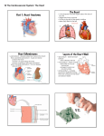 Heart Anatomy The Heart Heart Membranes Layers of the Heart Wall