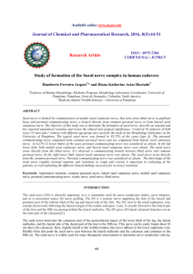 Study of formation of the Sural nerve complex in human cadavers