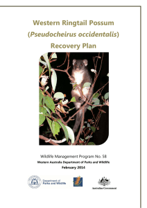 Western ringtail possum recovery plan514.9 KB