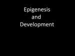 Nervous System Development: Epigenesis