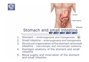 Middle Digestive Tract
