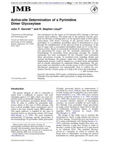 Active-site Determination of a Pyrimidine Dimer