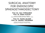 surgical anatomy for endoscopic sphenoethmoidectomy