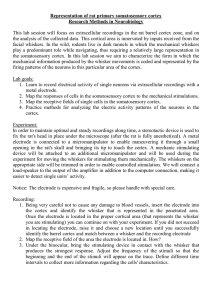 Representation of rat primary somatosensory cortex Research