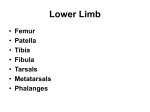 Lower Limb