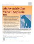 Atrioventricular Valve Dysplasia