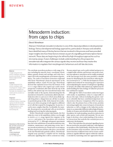 Mesoderm induction: from caps to chips - UNC
