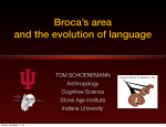 Broca`s area and the evolution of language