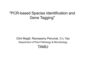 "PCR-based Species Identification and Gene Tagging"