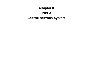 Chapter 9 Part 3 Central Nervous System