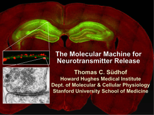 Thomas C. Südhof - Nobel Lecture Slides