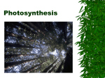 Photosynthesis