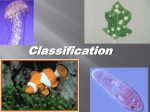 linneaus classification system