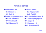 Cranial nerve