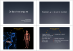 Endocrine organs - Ping Pong