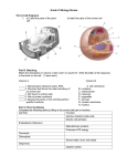 SNC2D Exam Tissues Review Jan2012