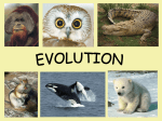 Evolution T/F