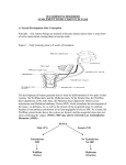 Supplement to Sex Hormone Lecture