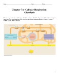 Chapter 7A- Cellular Respiration: Glycolysis - TJ