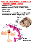 CONTROL OF MOVEMENT BY THE BRAIN A. PRIMARY MOTOR