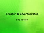 Chapter 15 Invertebrates