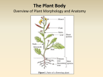 The Plant Body - David Bogler Home