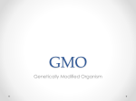 GMO