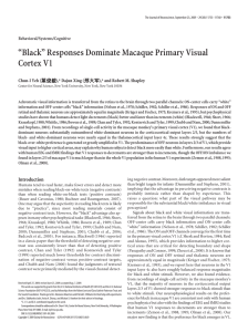 “Black” Responses Dominate Macaque Primary Visual Cortex