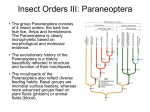 Insect Orders III: Paraneoptera