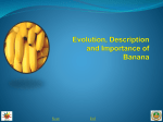 1. Evolution, description and importance of banana