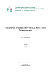 Prevalence of selected infectious diseases in Samoan dogs