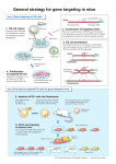 pdf 900 kb - Nobelprize.org