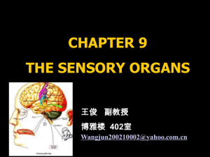 （一）Functional Anatomy of the Retina