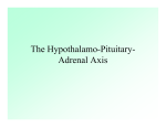 The Hypothalamo-Pituitary- Adrenal Axis