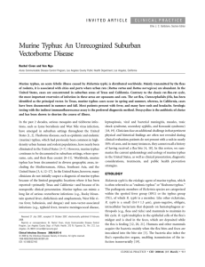 Murine Typhus: An Unrecognized Suburban Vectorborne Disease