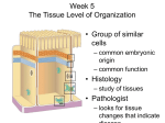 Week 5 Lecture 1 Chapter 4 The Tissue Level of Organization