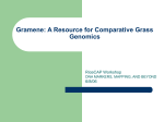 Gramene: A Resource for Comparative Grass Genomics