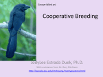 Cooperative Breeding - University of Arizona | Ecology and