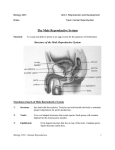 The Male Reproductive System