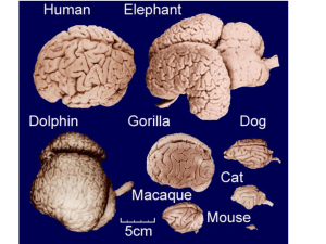 Sensory Cortex