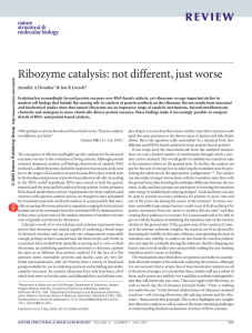 Ribozyme catalysis: not different, just worse