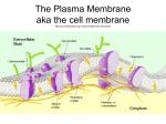 The Plasma Membrane aka the cell membrane http://sun